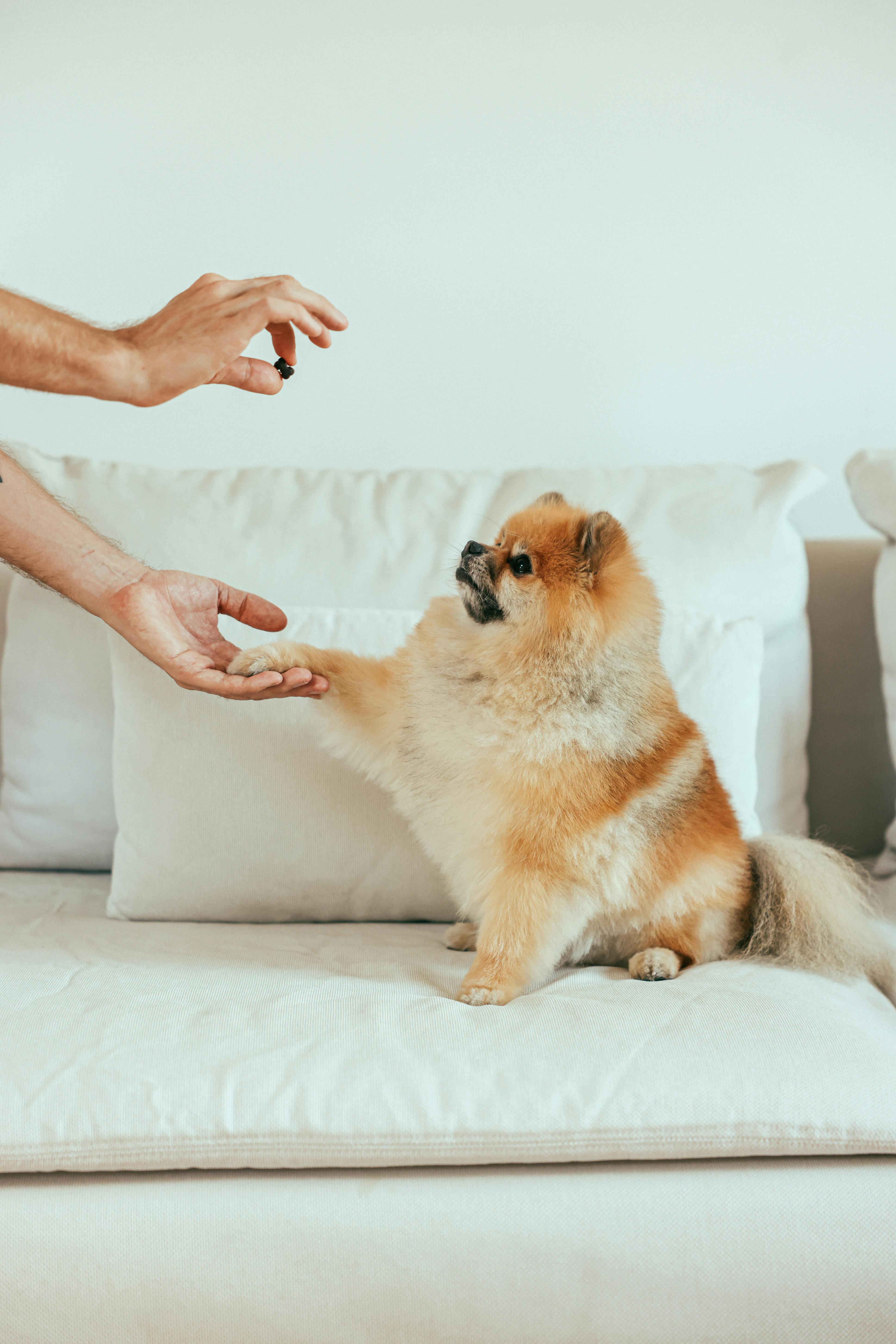 Hvernig kennir maður hundi að gefa loppu?