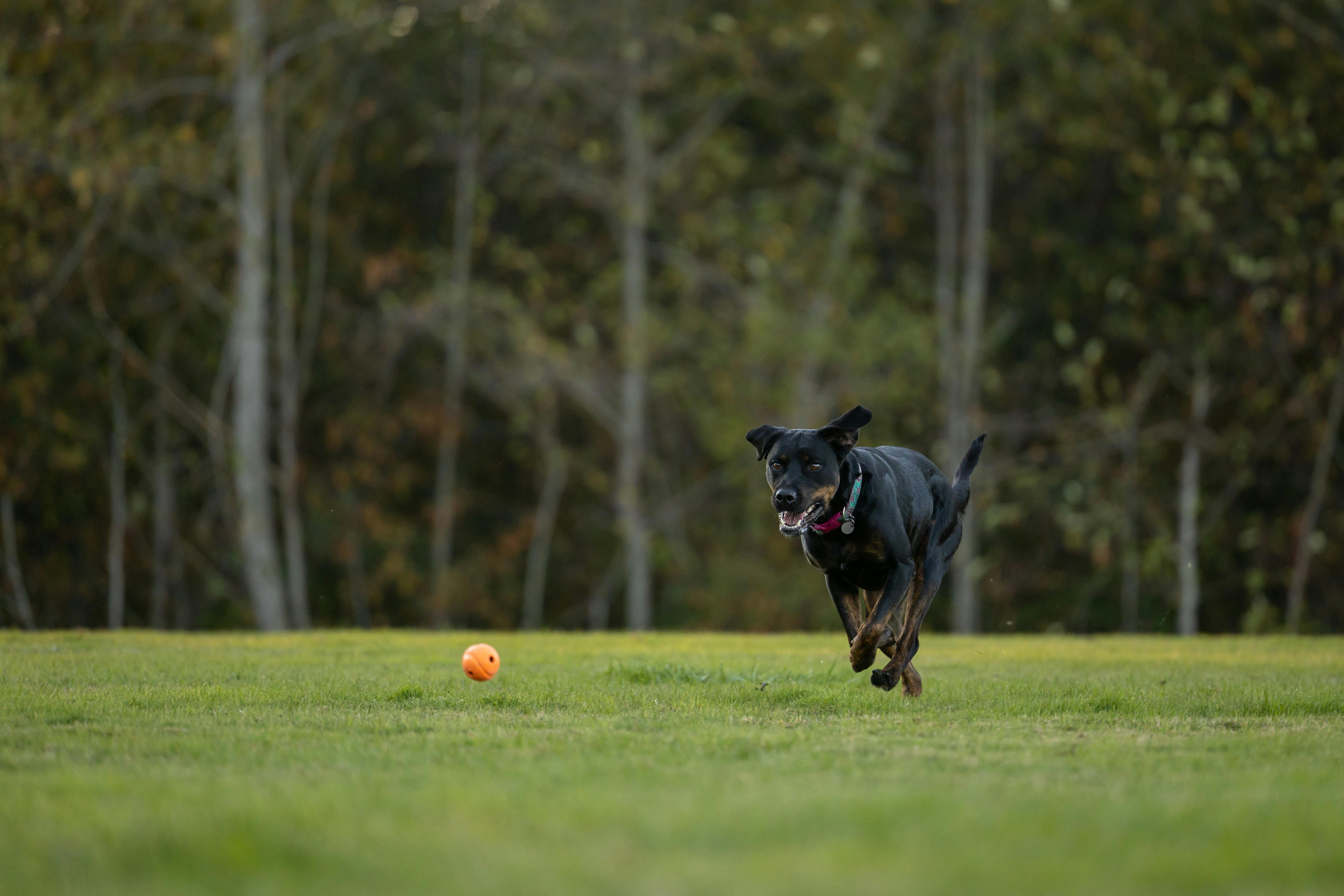 Hvernig má stöðva hund frá því að elta sinn eigin hala?