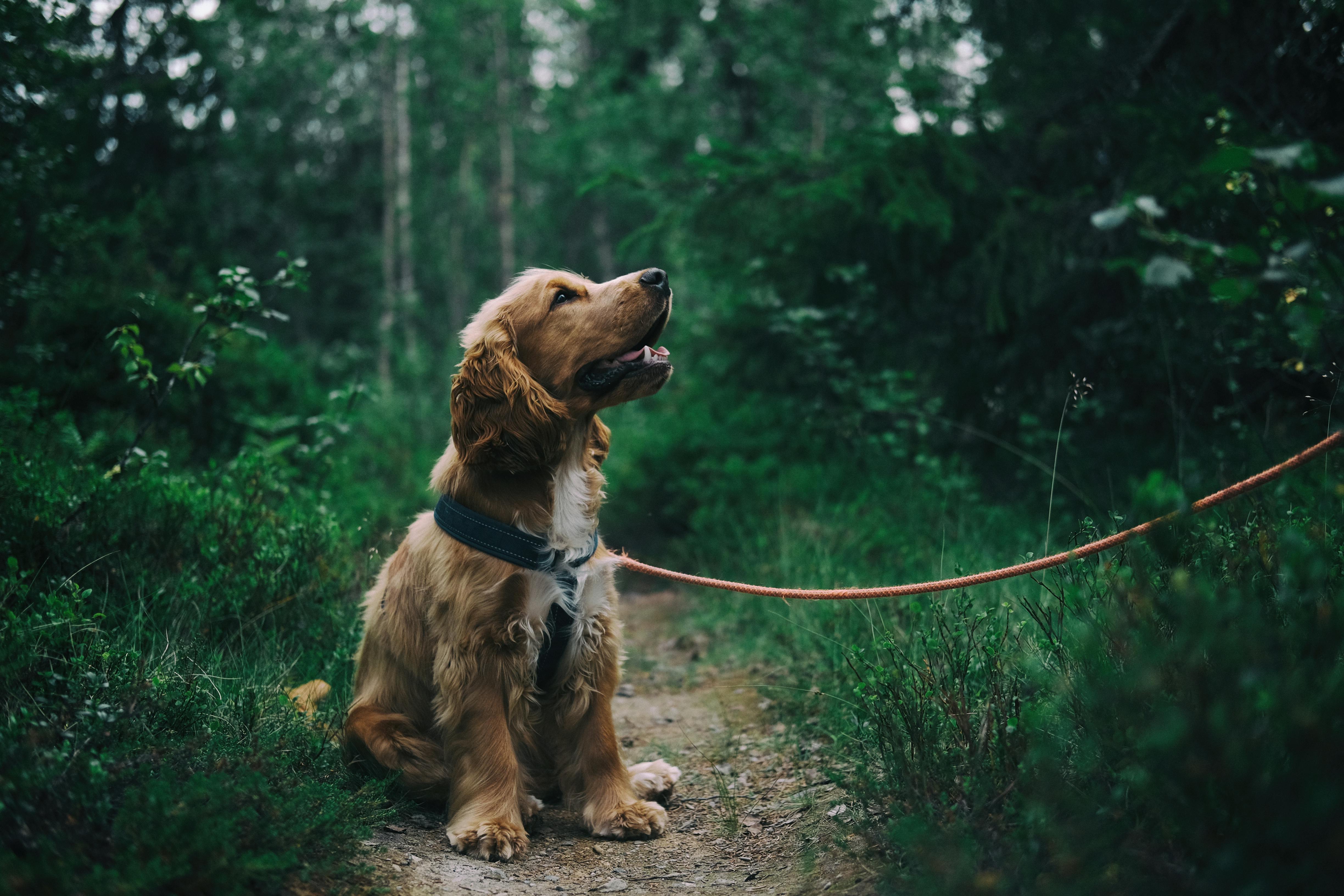 Hvernig má stöðva hund frá því að elta sinn eigin hala?